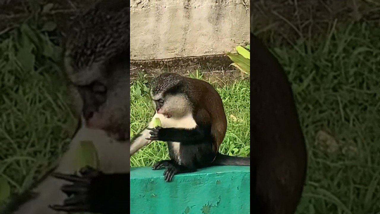 You won't believe what these MONA MONKEYS would do for food!!! #travel #caribbean #grenada