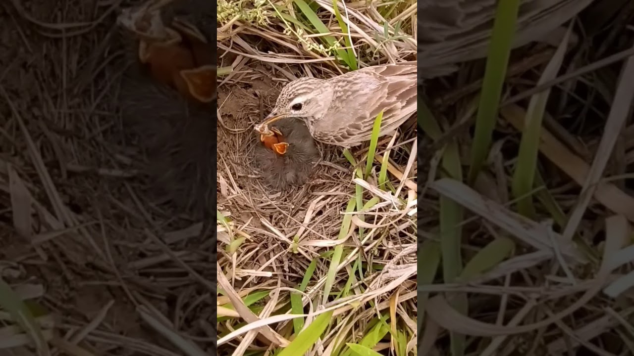 Pipit Bird&rsquo;s Precious Newborns (P 4) #shorts #shortsvideo #youtubeshorts #viral #short