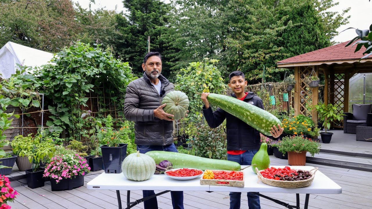 How To Save Seeds From Bottle Gourd - Brinjal & Chillies