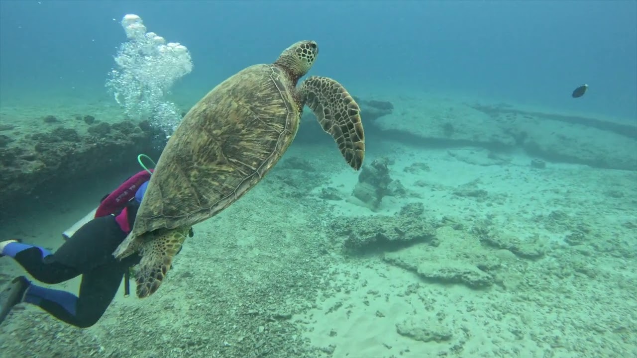 Scuba Diving Koko's Crater in Hawaii on February 23rd, 2026