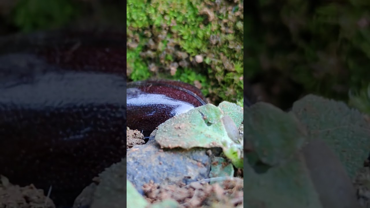 IN 4K 60fps HDR (ULTRA HD)