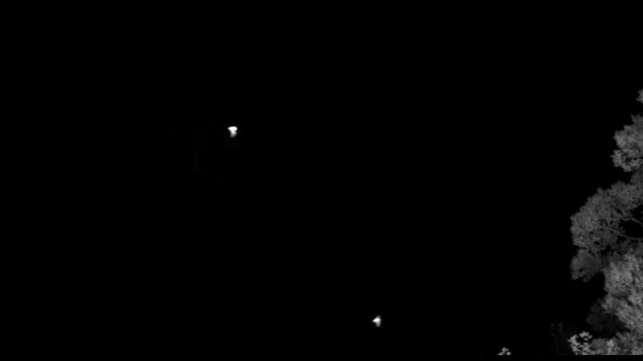 Field video of Mexcian free-tailed bats attacking insects