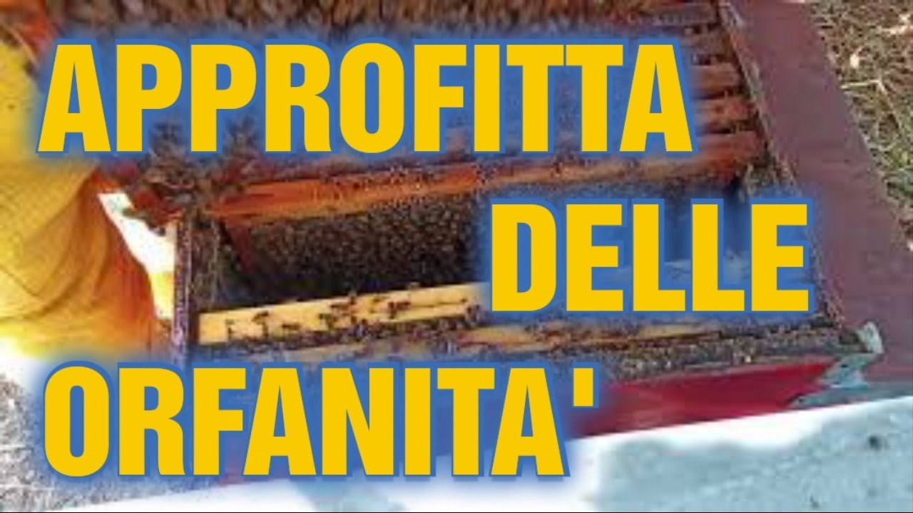 Apicoltura CD: Approfitta delle orfanità estive !