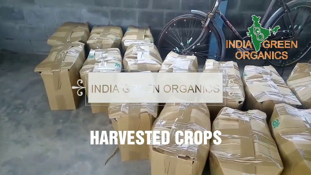 Poly House Farming | Cultivation | Harvesting | India Green Organics