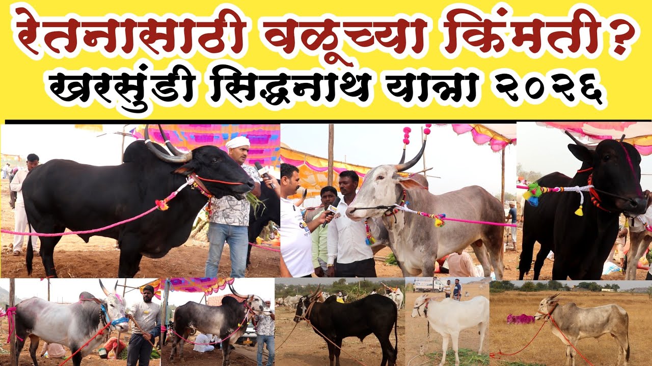 खरसुंडी सिद्धनाथ यात्रा 2026 | जातिवंत वळूंची किंमत किती? Kharsundi Bail Bajar | Sanchit TV News