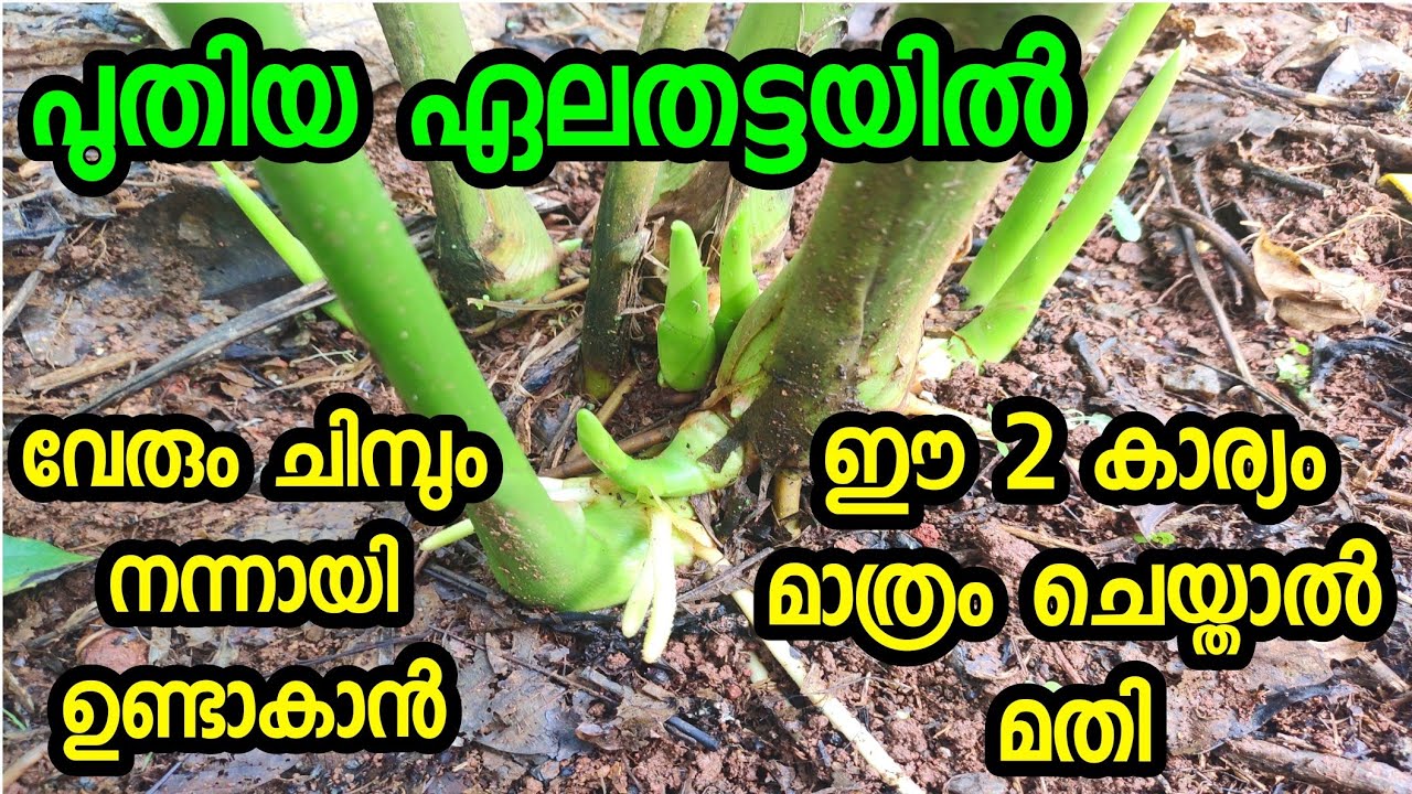 ഏലതട്ടയിൽ നന്നായിവേര് പിടിക്കുവാൻ ചെറിയ 2 ട്രിക്ക് മതി #cardamom roots growth 100% successful #elam