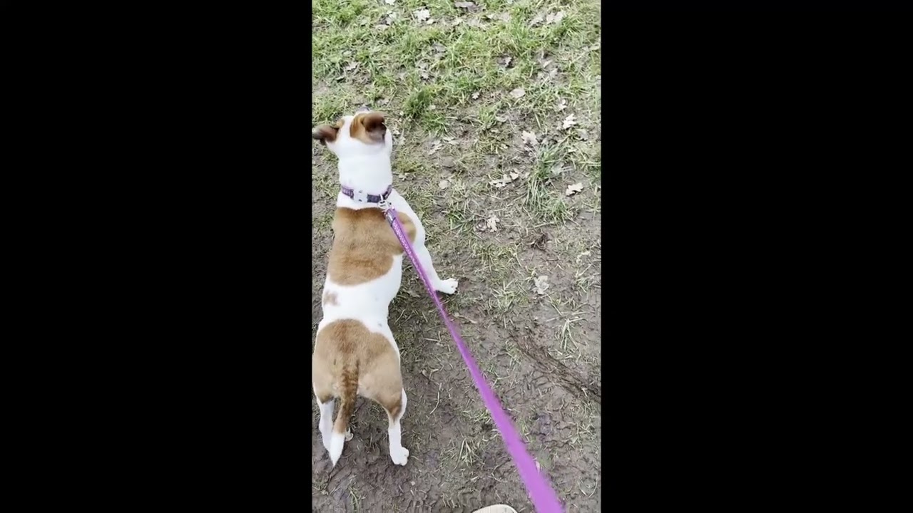 Going for a walk with my dog
