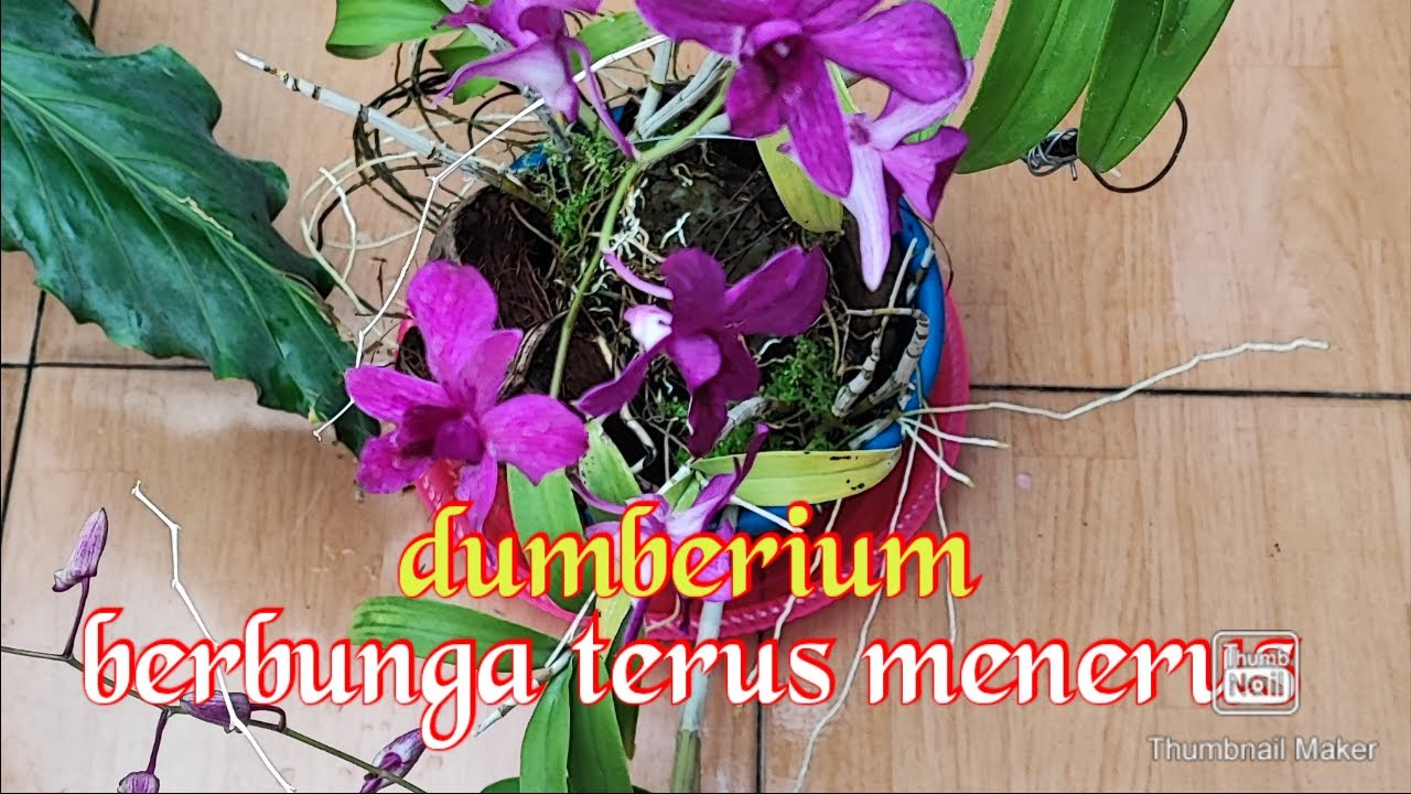 Anggrek bulan dumberium bisa berbunga berulangkali