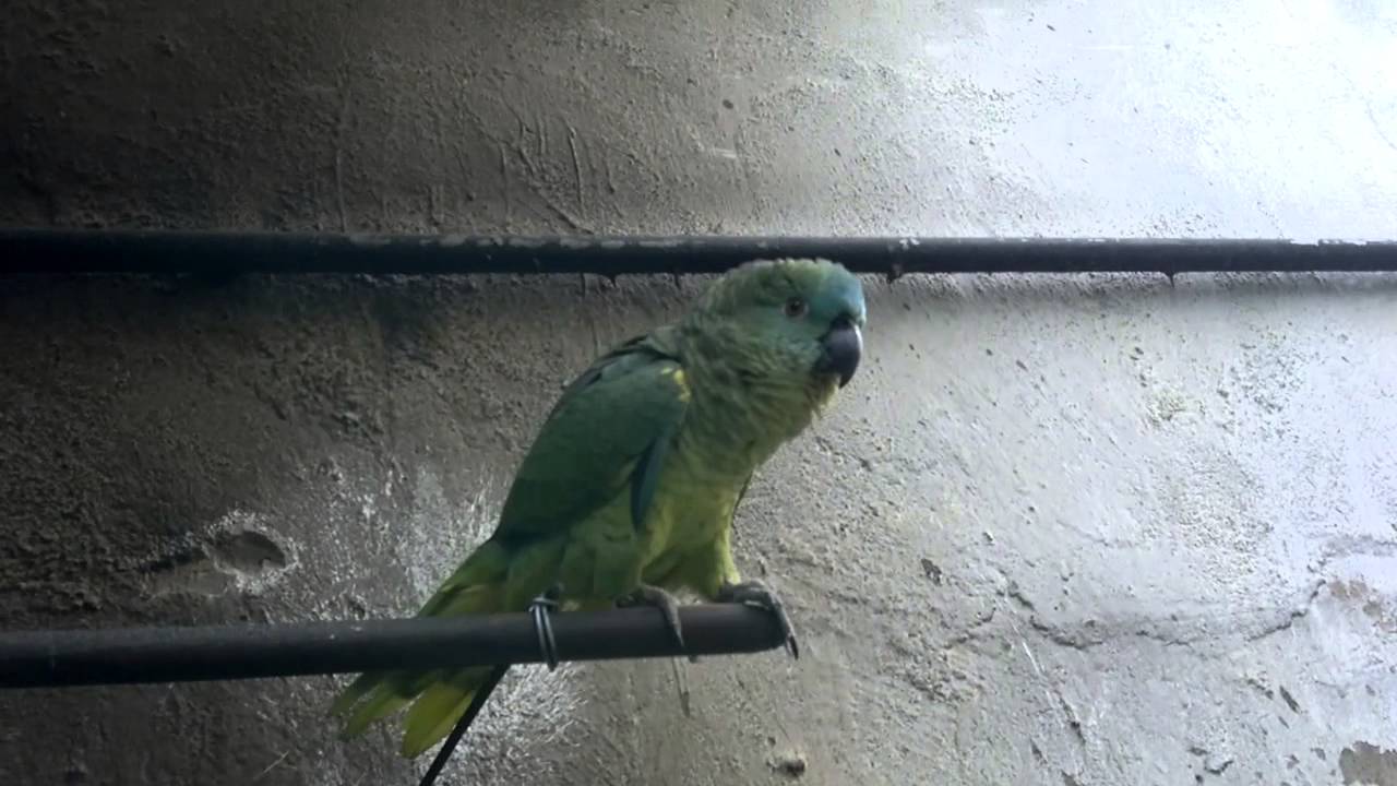 LORO QUE HABLA COMO NIÑO