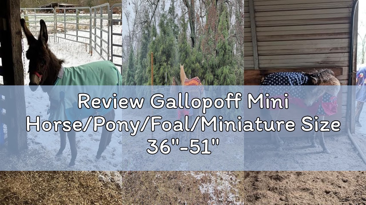 Review Gallopoff Mini Horse/Pony/Foal/Miniature Size 36