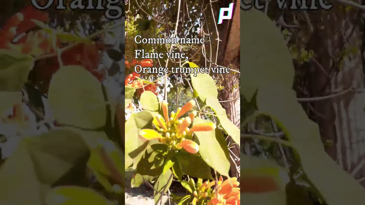 Pyrostegia venusta: How to grow? #shorts #shortsfeed #shortvideo