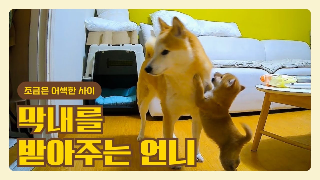 아기 시바가 언니에게 들이댔더니… 아직은 어색한 두 마리 🐶