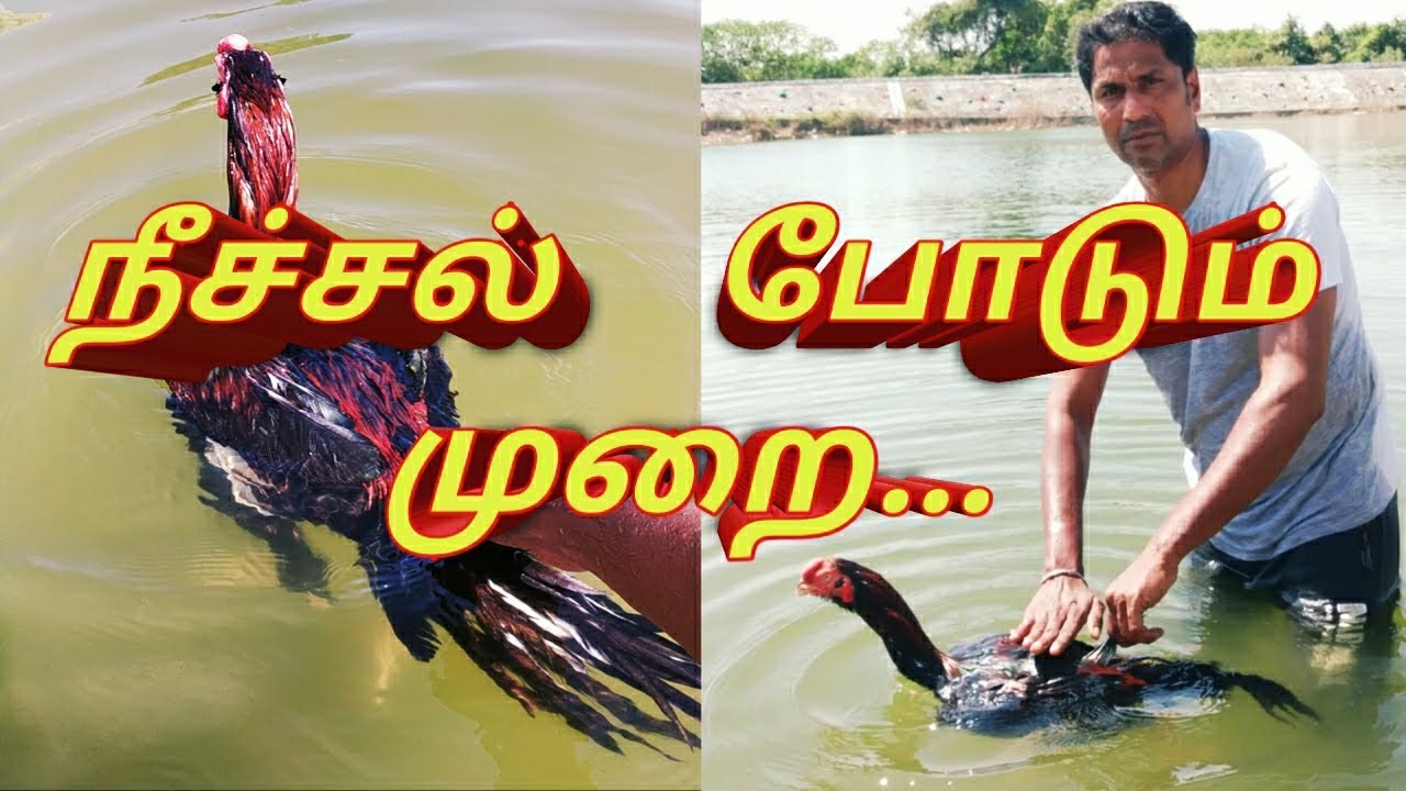 சேவலுக்கு நீச்சல் பயிற்சி
