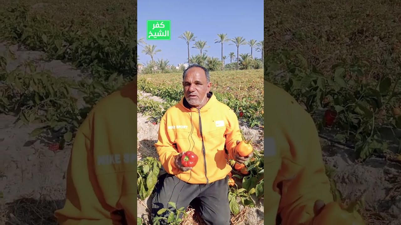 الفلفل الألوان مكسبه مليون جنيه زراعة أول حقل للفلفل الألوان تجربة ناجحة وأرباح كتير مين بيزرعه في ا
