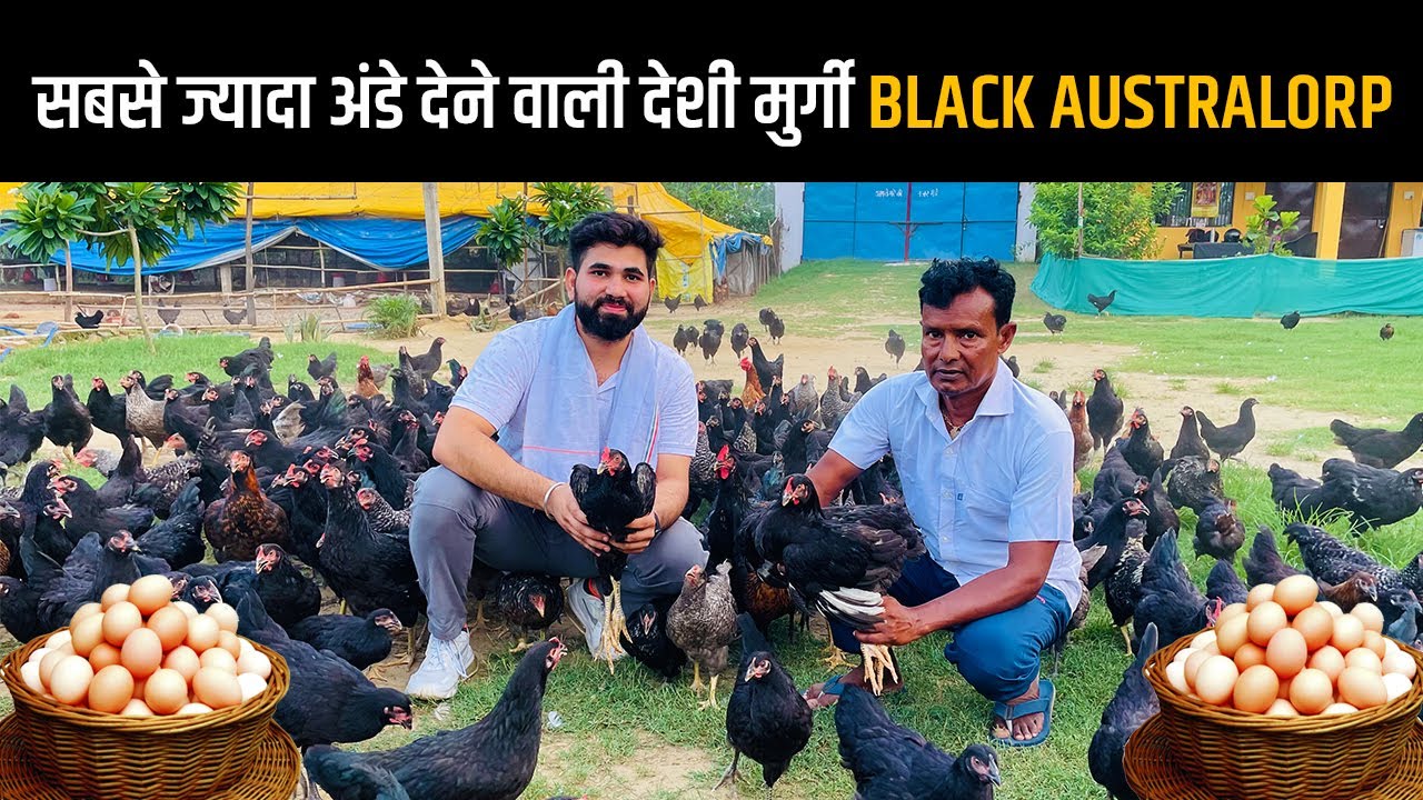 350 से भी ज्यादा अंडे देने वाली मुर्गी  Black Australorp | Poultryfarming