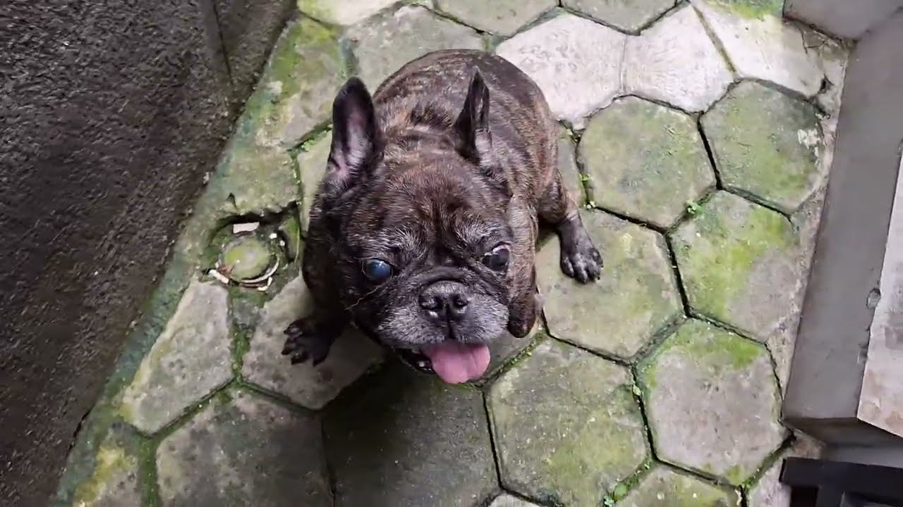 Anjing paling menakutkan memberimakan anjing peliharaan