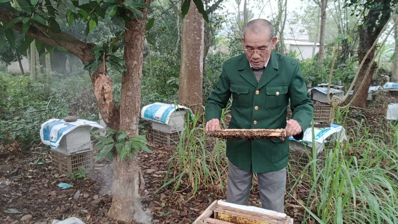 Cách nhận biết đàn ong hiện tượng chia đàn