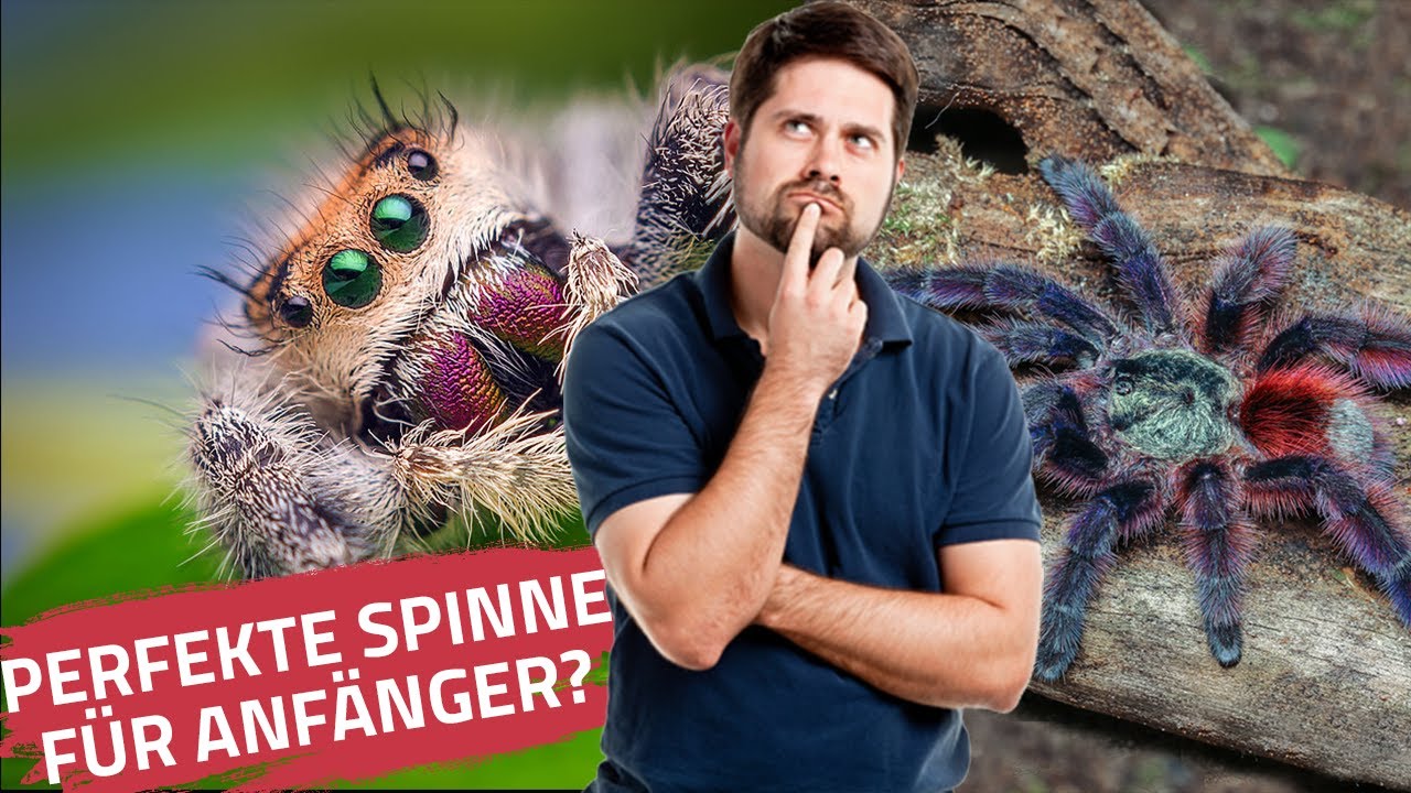 Einsteigerspinnen | Welche Spinnen  für Anfänger? | Warum eigenen sie sich?