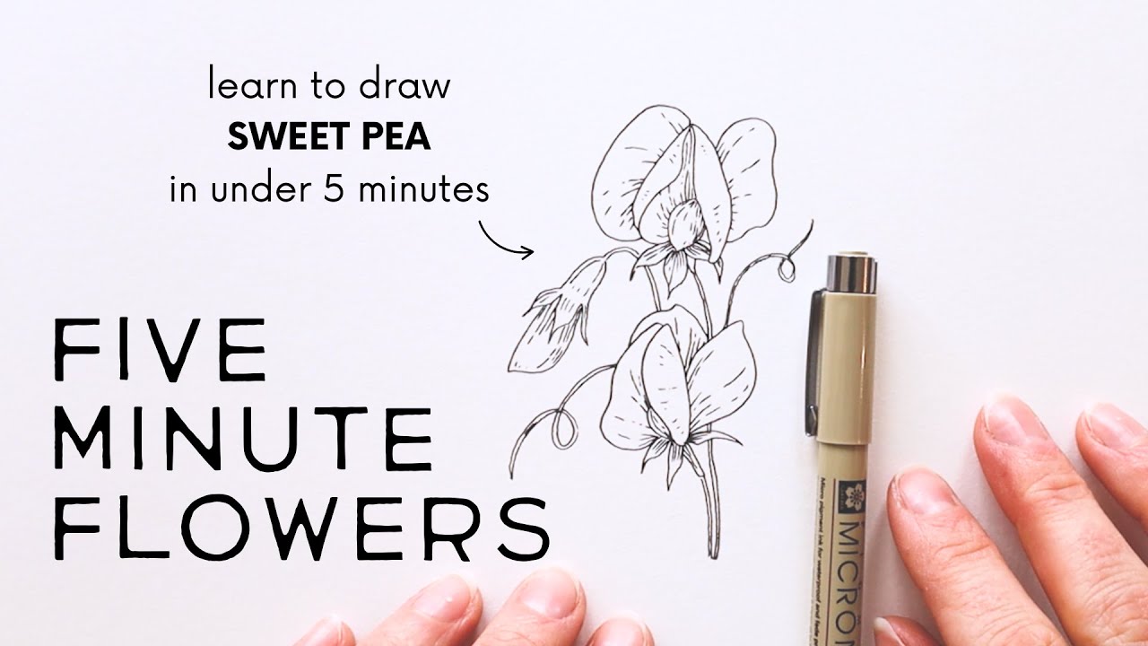 Five Minute Flowers: SWEET PEA ✿ How to draw flowers quickly with ink!