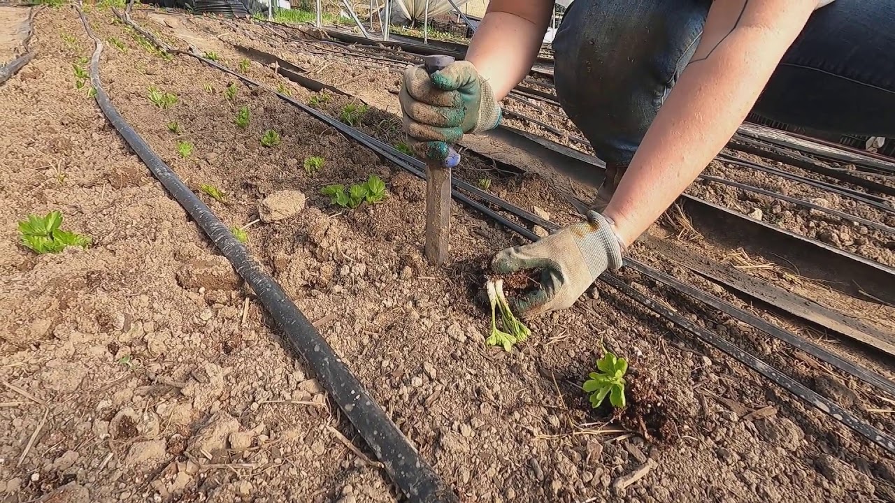 Planting Butterfly Ranunculus