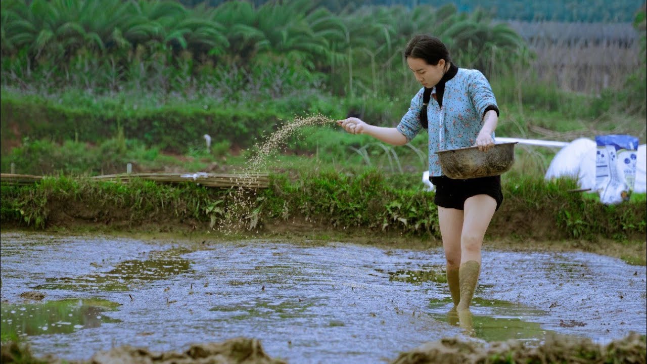 A lonely girl builds an independent life, sows rice seeds, and  how to sow rice seeds in Viet nam