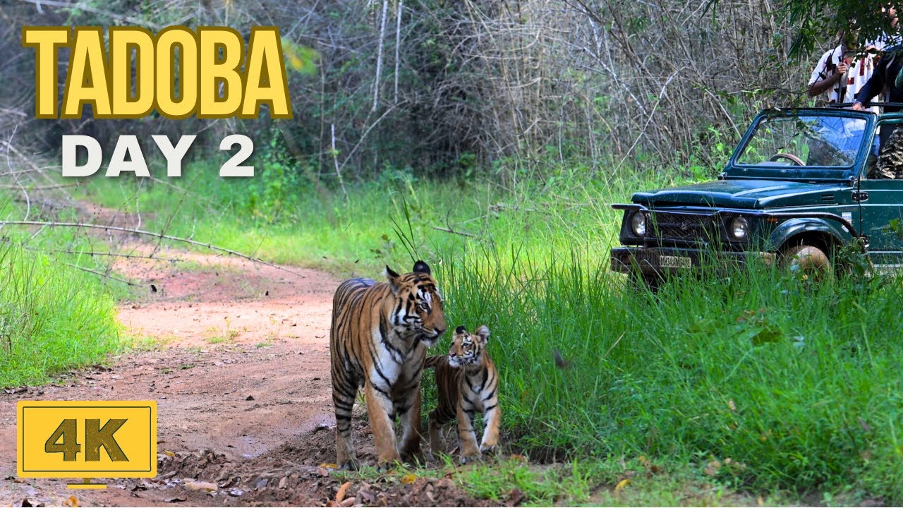 Choti Madhu n Cubs & Choti Tara's cubs Spotted! 🐯| Epic Wildlife Safari 🐯#tiger #mammals #tadoba 🦅🦌