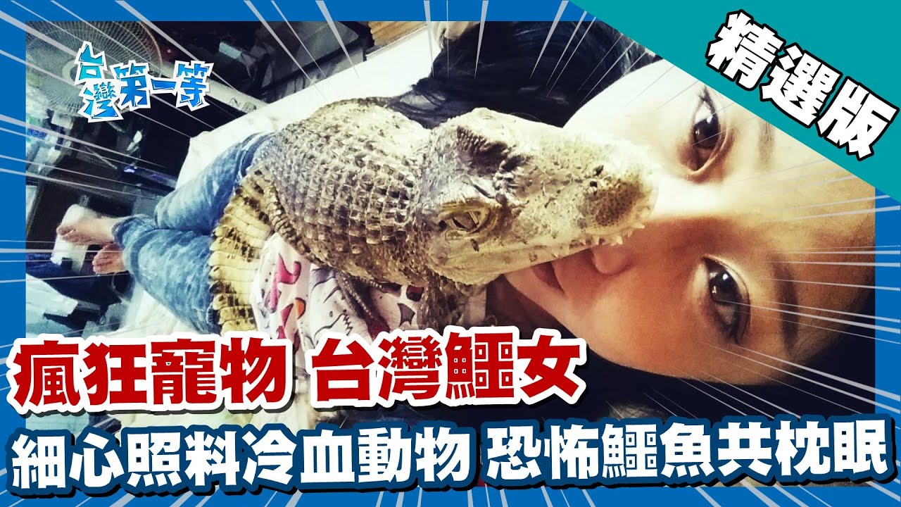 台灣第一等【瘋狂寵物爬蟲類家族 鱷魚妹妹同床共枕】新竹 _精選版