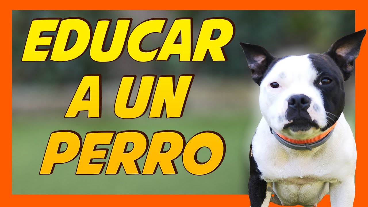 ¿Cómo educar a un perro? 🐶🤔 | Adiestramiento Canino 🐾