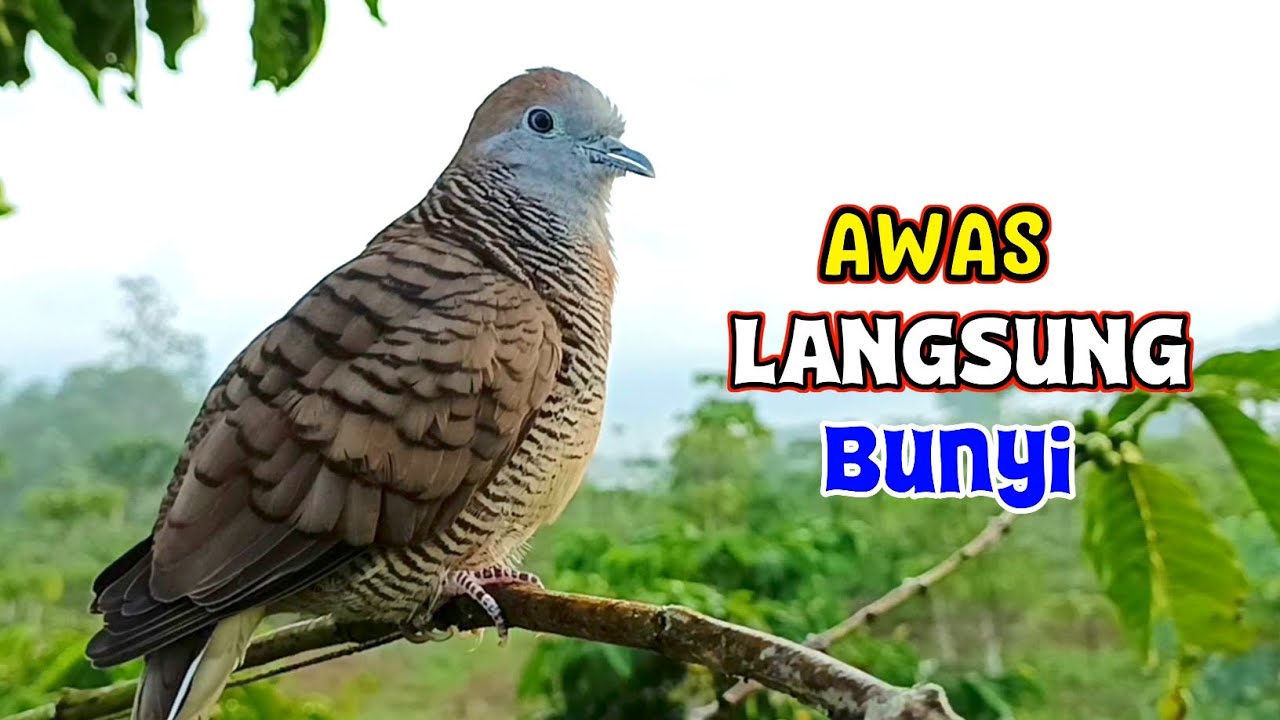 Pancingan Suara Burung Perkutut Pikat Memanggil Kawan Super Ampuh 