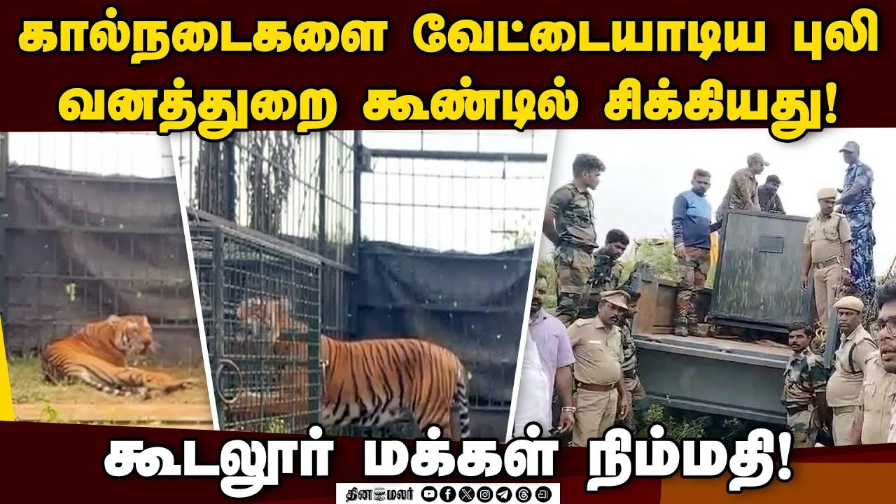 ராட்சத கூண்டு வைத்து புலியை பிடித்த வனத்துறை Tiger Rescue | Forest Department | Nilgris