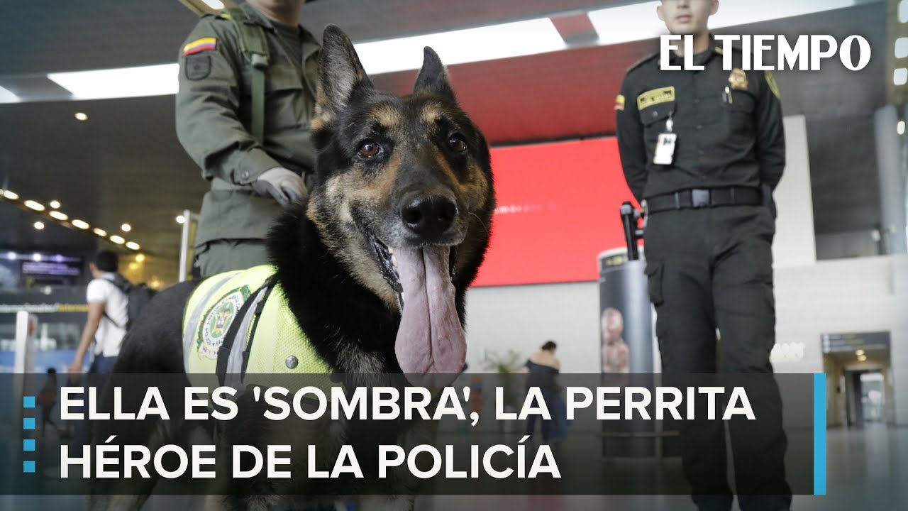 La perra que el Clan del Golfo quiere matar | EL TIEMPO