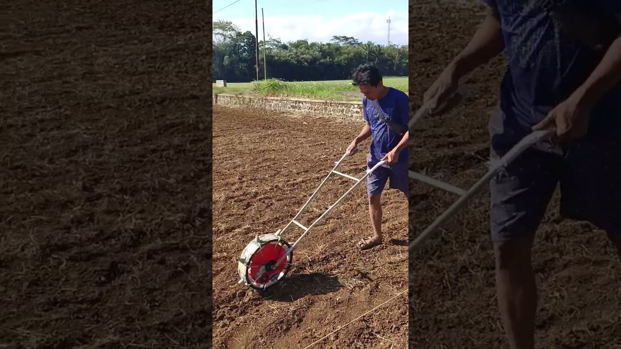 Praktis & Cepat! Menanam benih jagung dengan alat tanam / planter. #pertanian #jagung #mhfagro