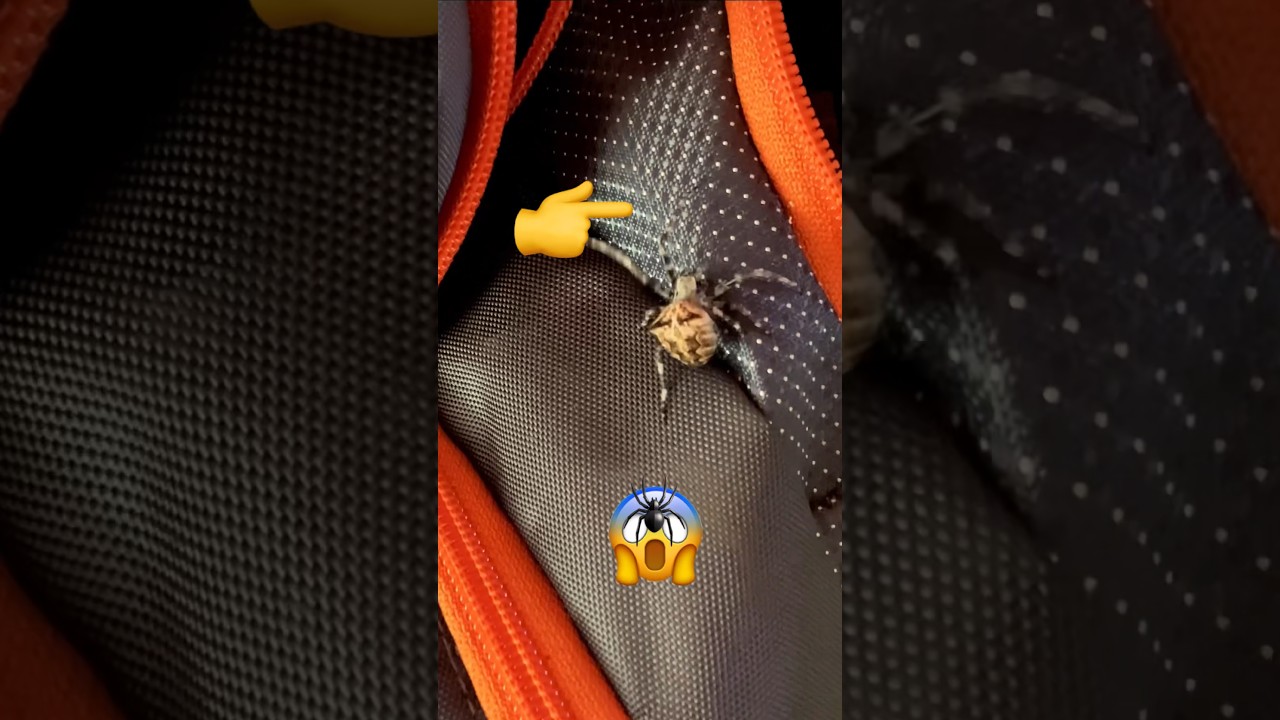 ASTUCE CAMÉRA DE CHASSE :ANTI-INSECTES 