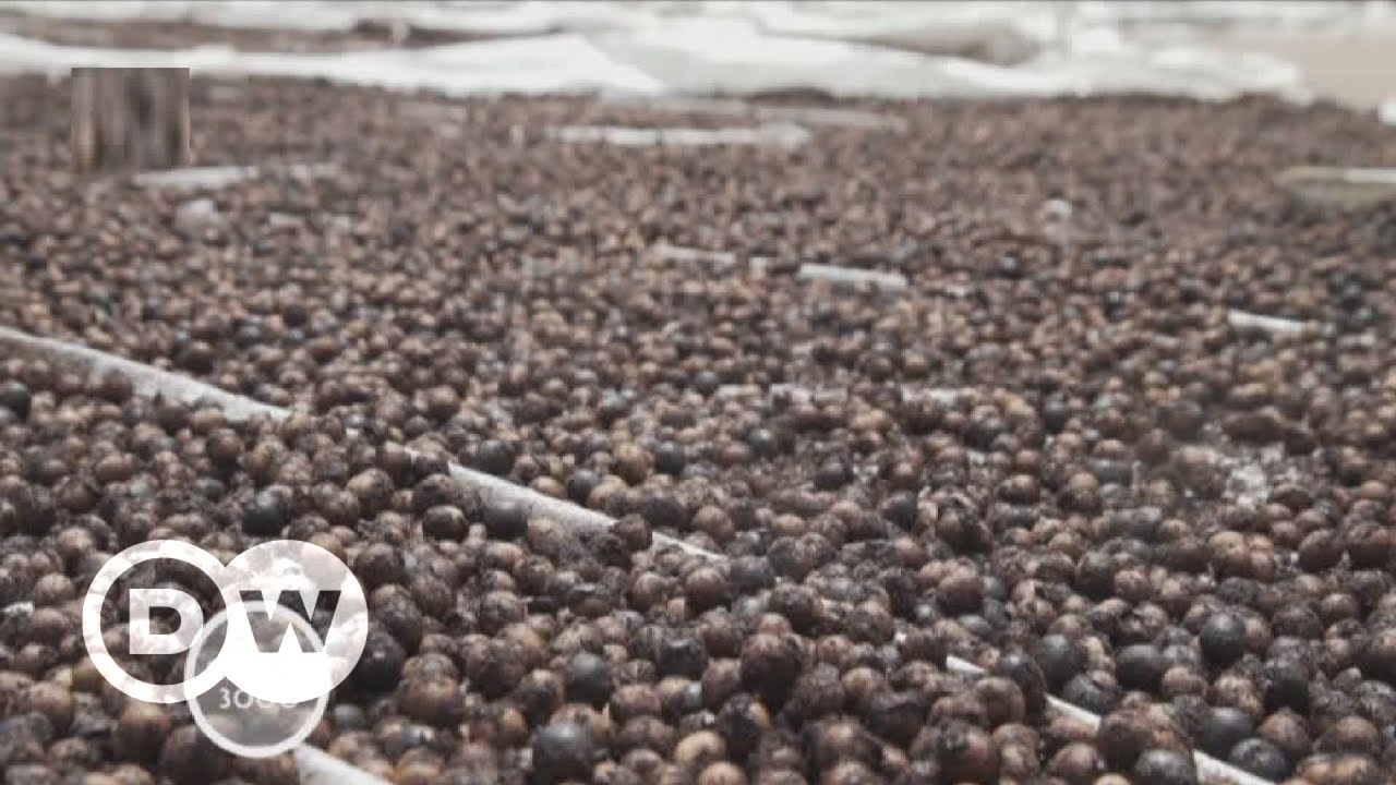 Acai - Brazil’s super berry | DW English