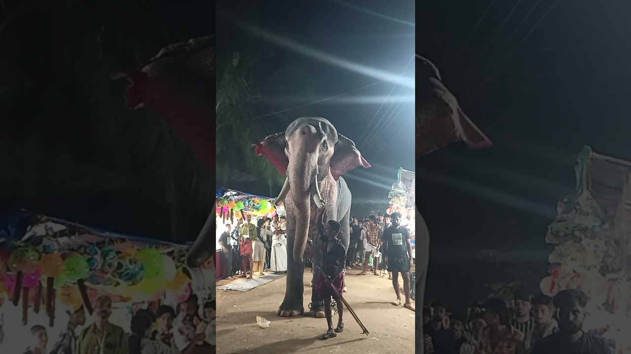 Guess The Elephant 🥵       