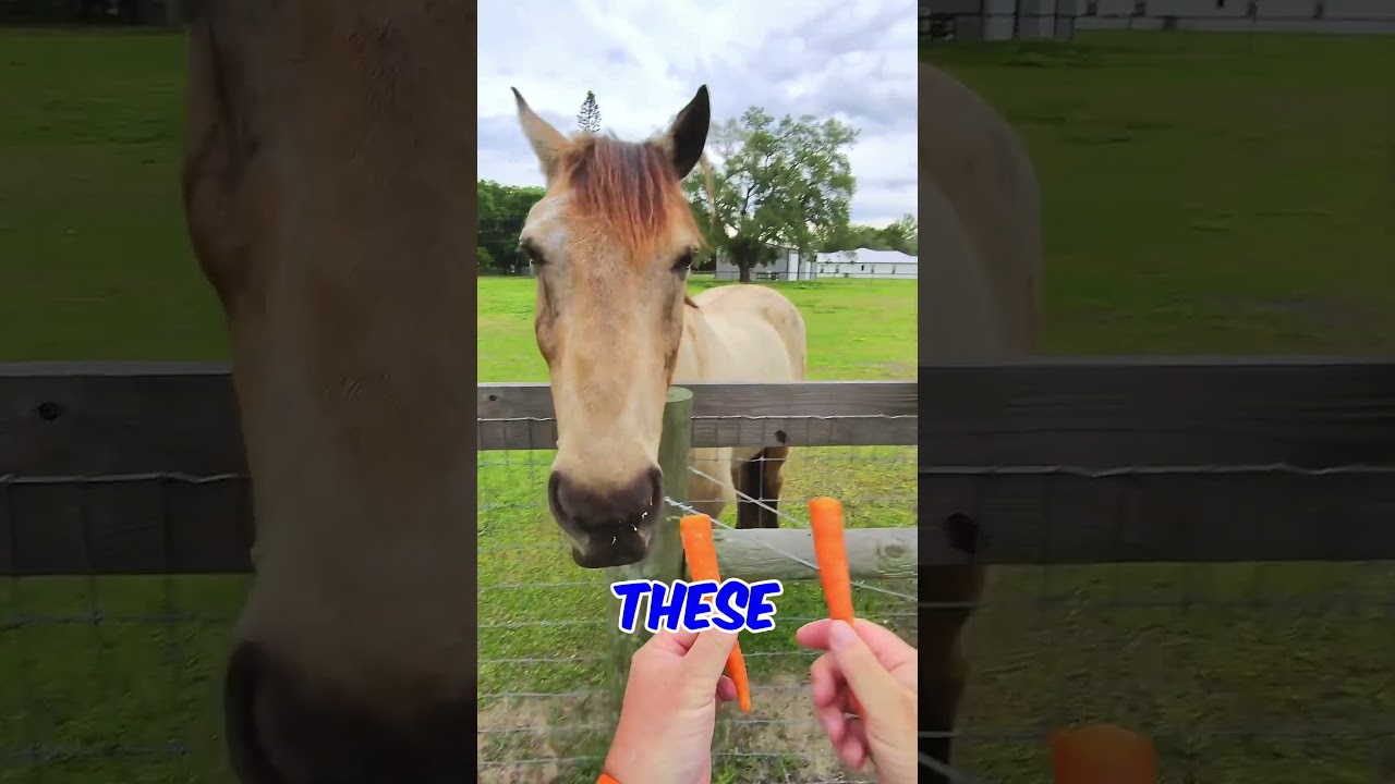 Who Wants An Orange Banana ?  🥕🍌 🐴  #horse #mustangs  #icelandic