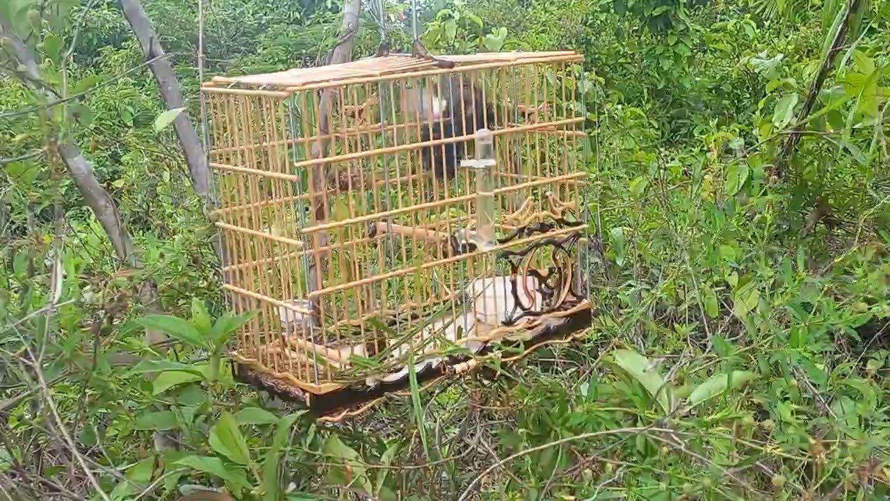 Curio wolverine pegando pardo na Cachoeira do piria
