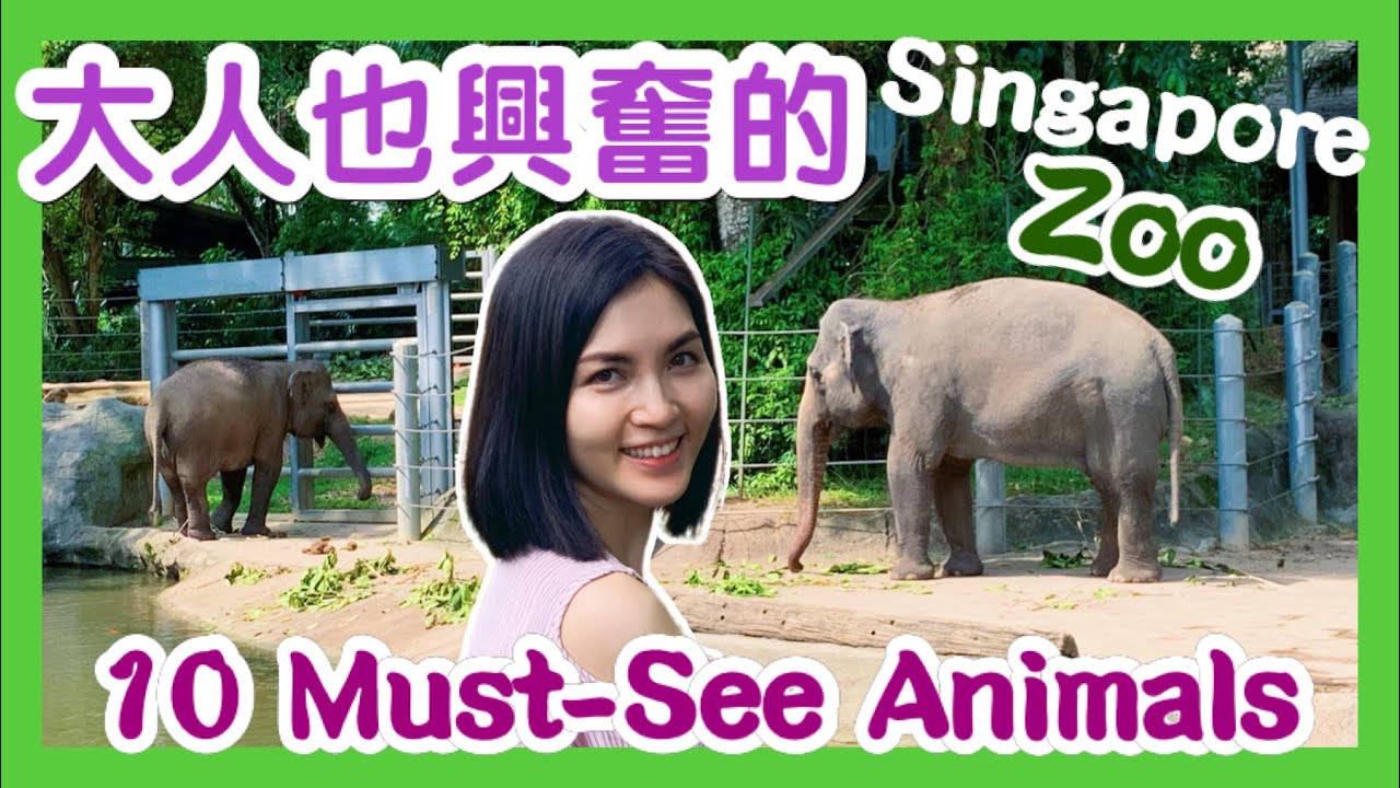 大人也興奮的新加坡動物園 Singapore Zoo丨One of the Best Rainforest Zoos丨10種不能錯過的動物 Must-See Animals丨River Wonders