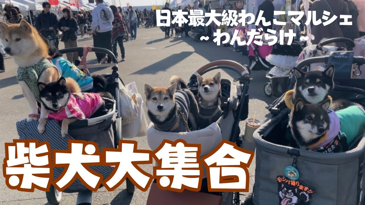 柴犬好きは絶対見て…わんこマルシェが尊すぎる