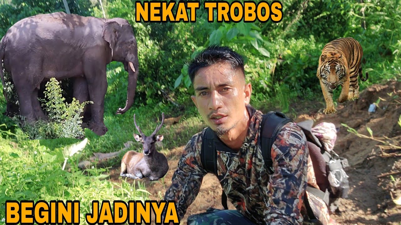 AUTO PANIK_NEKAT MASUK KAWASAN GAJAH DAN HARIMAU SUMATRA