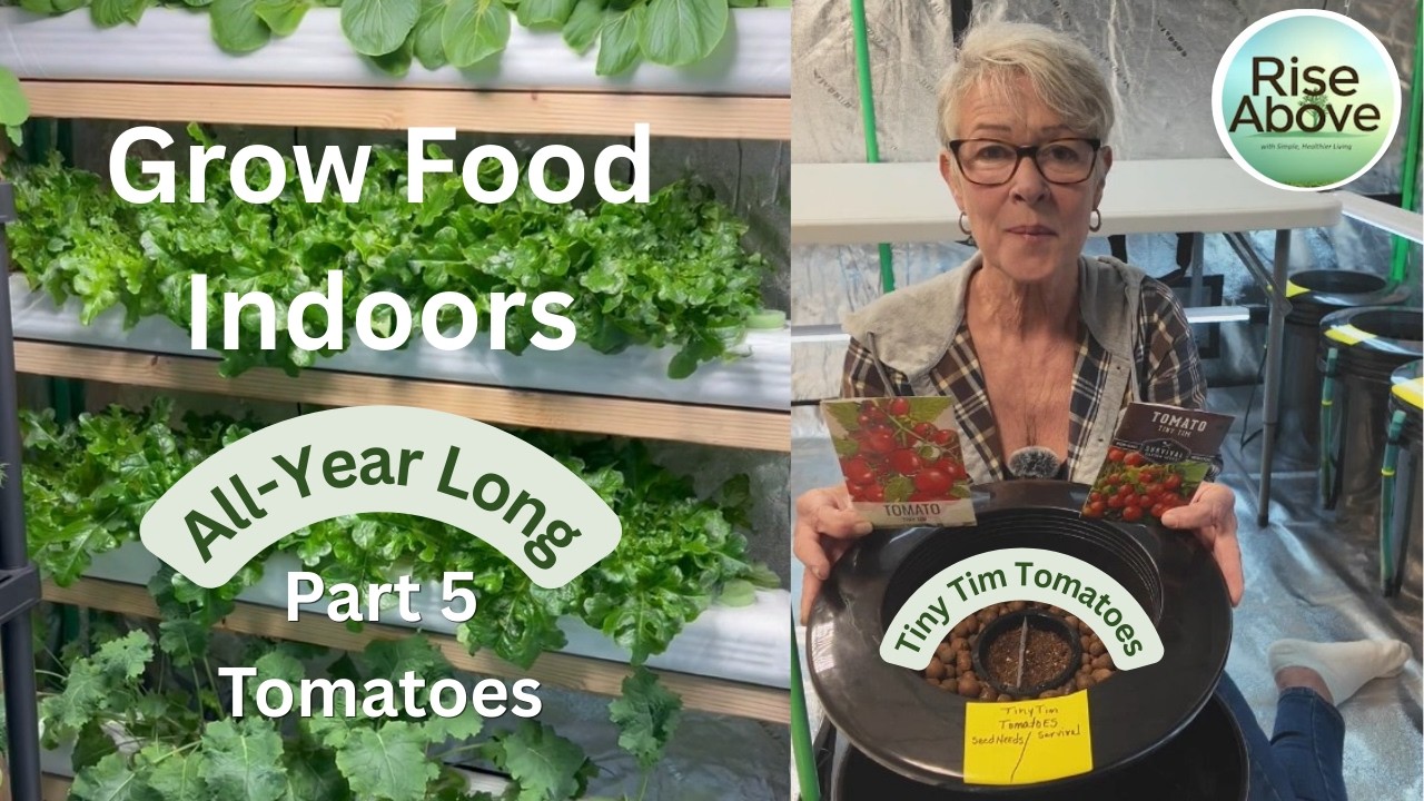 Part 5: Planting Dwarf Tiny Tim Tomatoes in My Hydroponic Buckets – Grow Tent Update