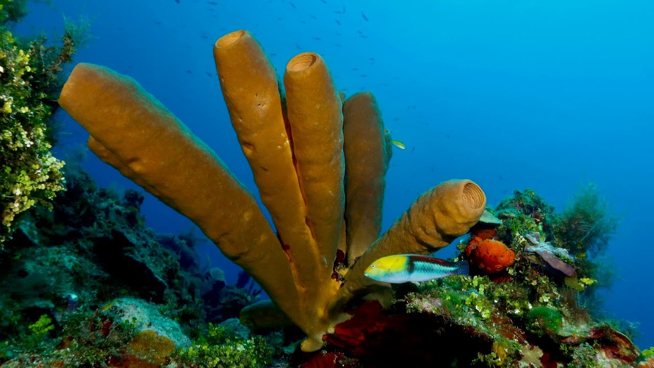 Diving in Negril, Jamaica
