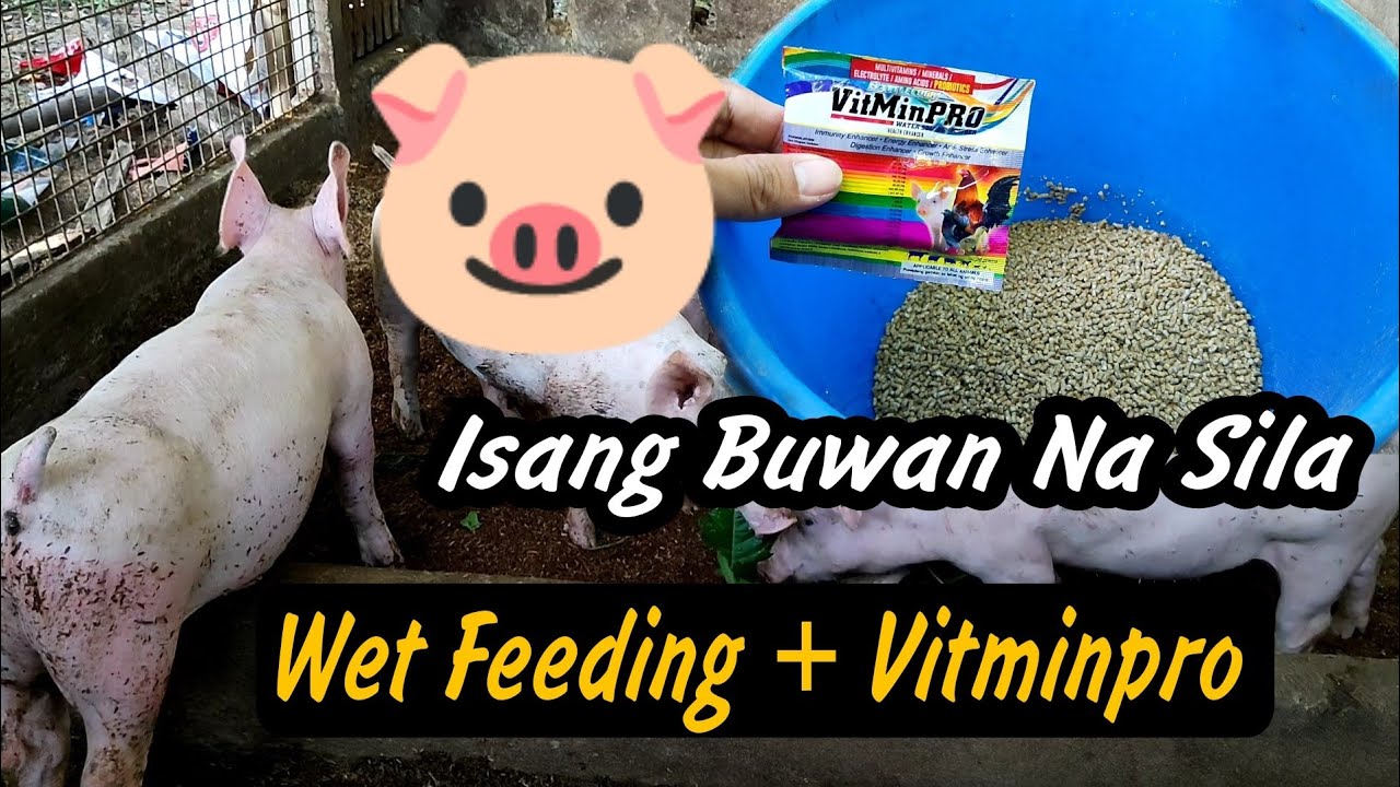 ISANG BUWAN NA ANG MGA BIIK - MAGLALAGAY DIN AKO NG VITMINPRO SA PAGKAIN NILA