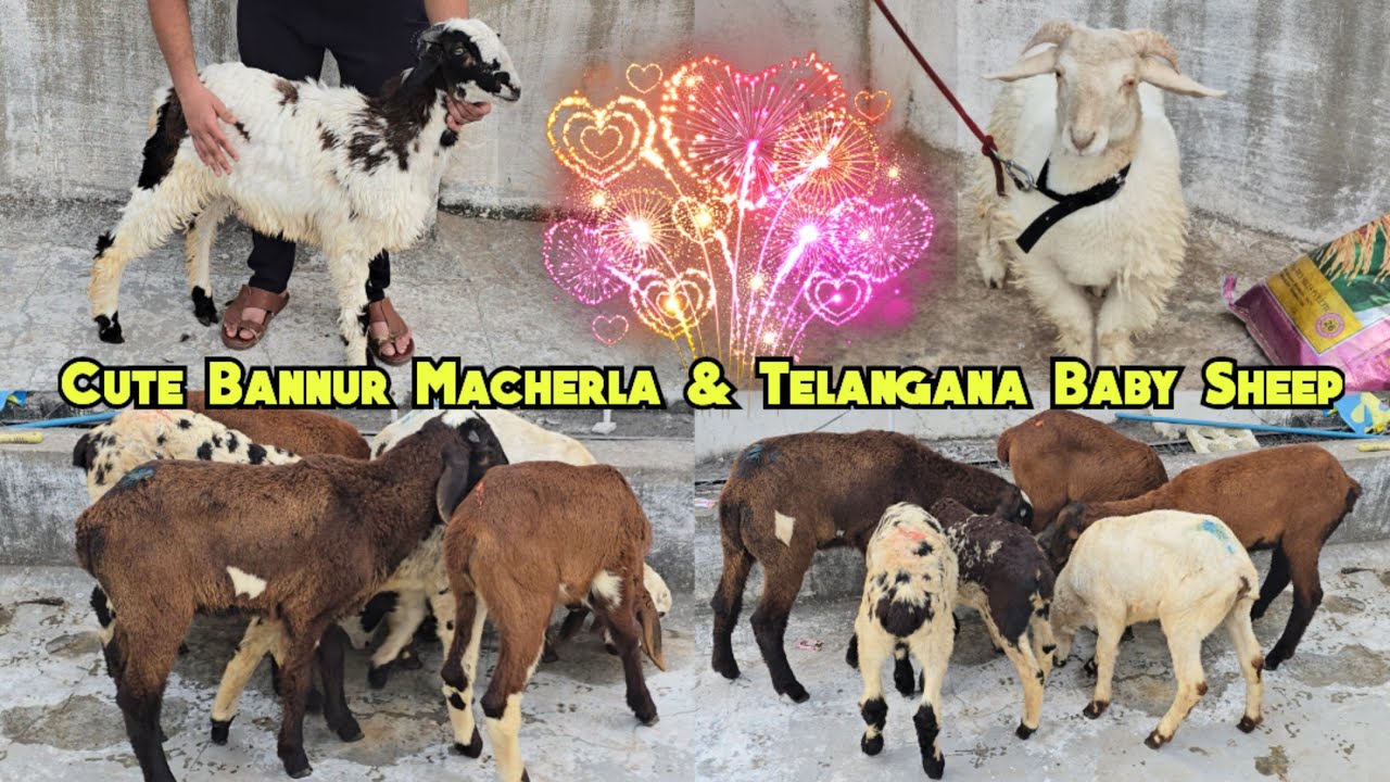 Macherla Bannur Ongole & Telangana Baby Sheep Available at Moghalpura Charminar | Hyderabad 