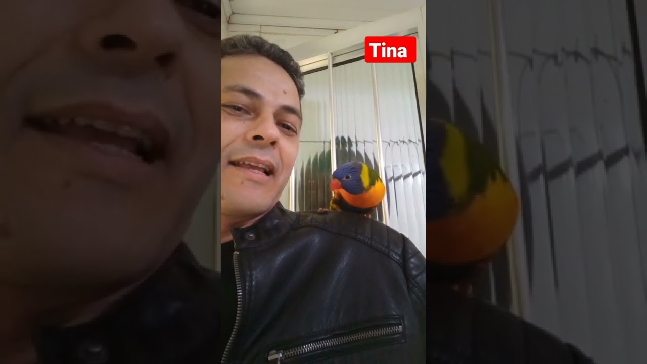 l&oacute;ris aves incr&iacute;veis