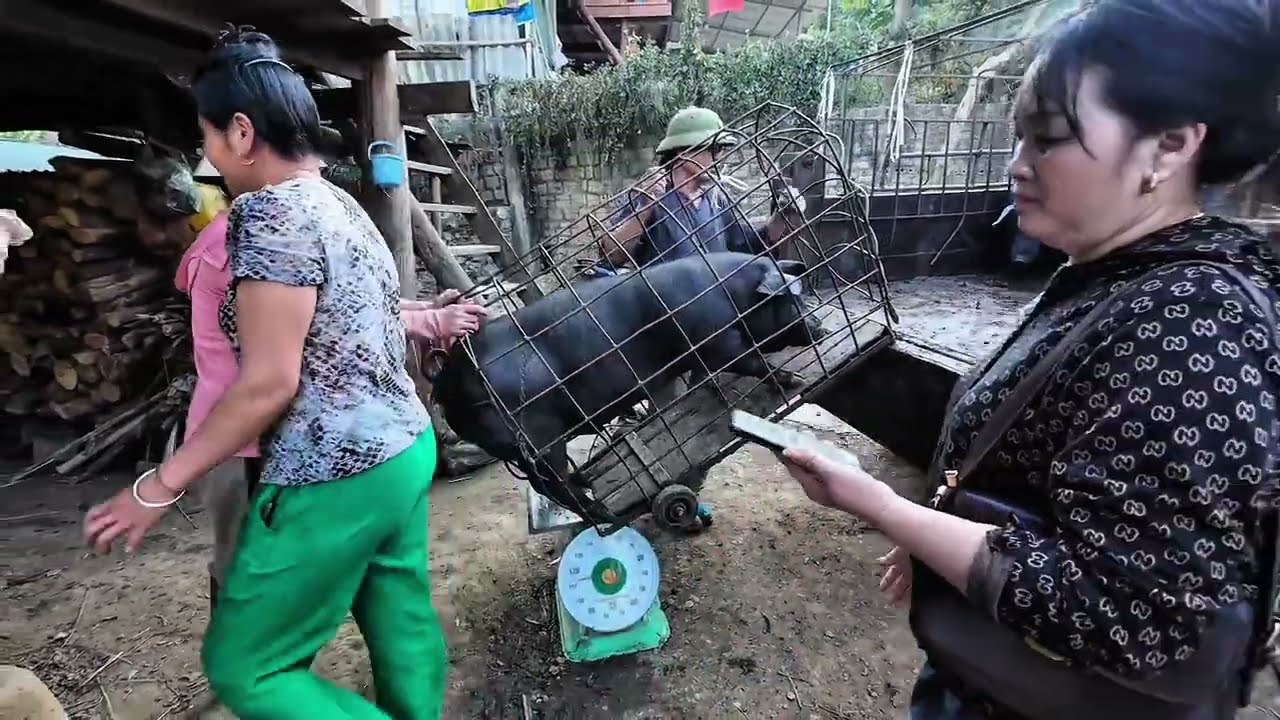Cách chăn nuôi lợn đen của người dân Tây Bắc.