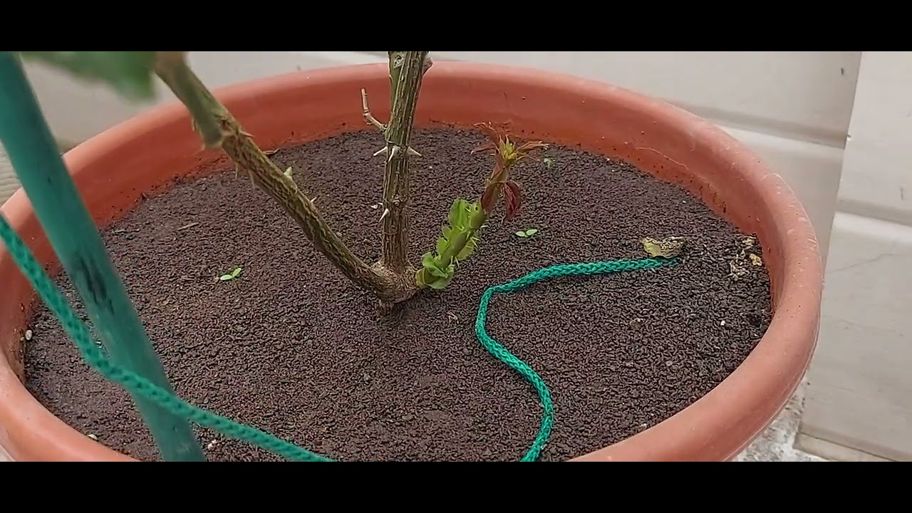 Garden Overview And New Rose Plants Growth Updates ( 01-02-2026 ) #davidaustinroses #rose #garden 