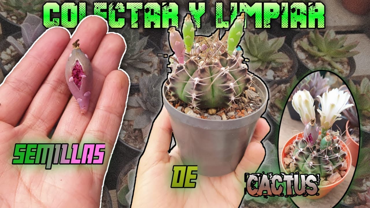 ¿Cómo colectar y limpiar semillas de cactus? // CACTUSLAND QUICHÉ
