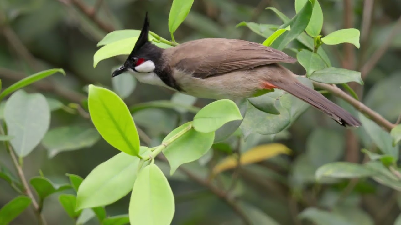 Relaxing Bird Sounds in 4K 🌿 Birds Singing to Relieve Stress, Anxiety & Depression | Nature Sounds