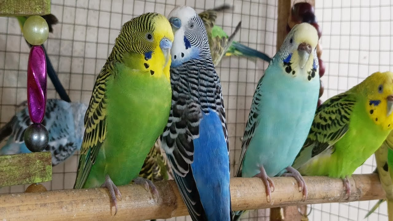10 hour Happy Budgies Chirping Naturally | Calm Bird Sounds for Peaceful Moments